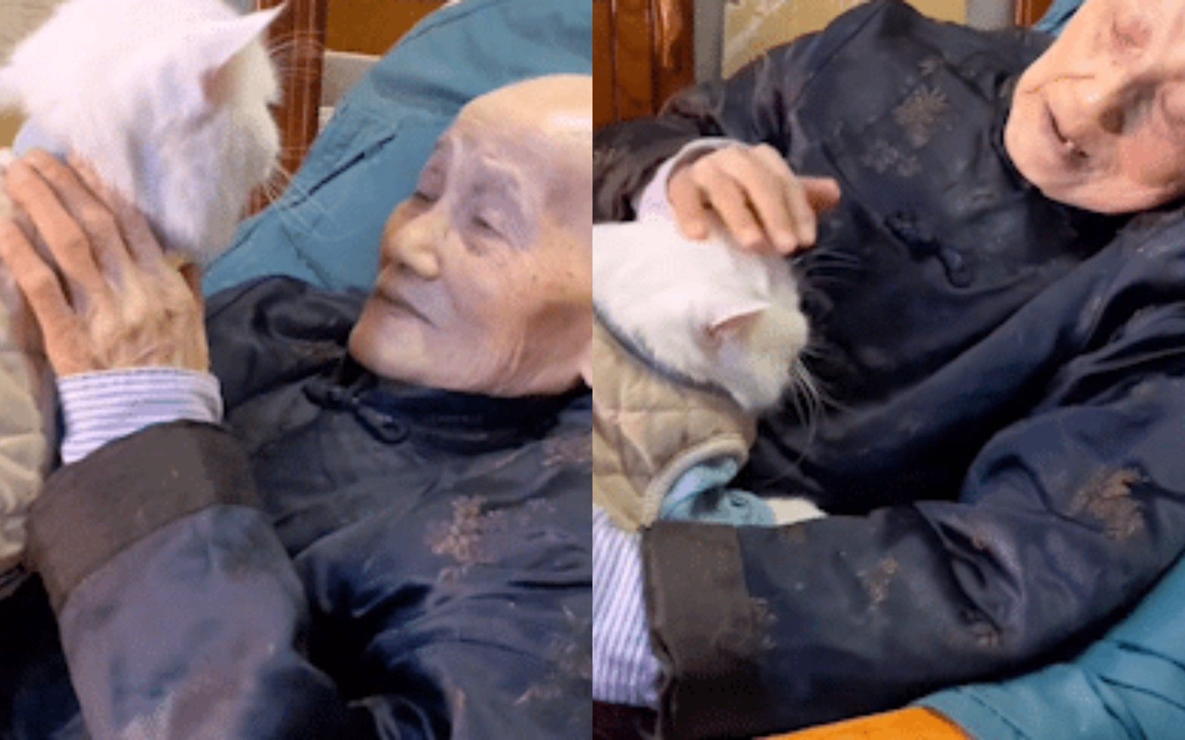 令人破防！ 河北91岁奶奶嘱托8岁猫咪：奶奶走了以后，你要听话