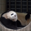 崽崽：本宝宝要守着爱睡觉的妈妈！#大熊猫璨璨 ：请别打扰老娘睡觉！#大熊猫璨璨带崽 #春天适合吸熊猫 #爱睡觉的宝宝 #大熊猫有多萌