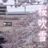 2021日本东京的樱吹雪