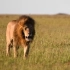 威武帅气的雄狮卡里布在大草原上漫步