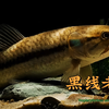 虎脂鲤/黑线老虎牙