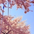 风景向VLOG｜韩国镇海樱花祭