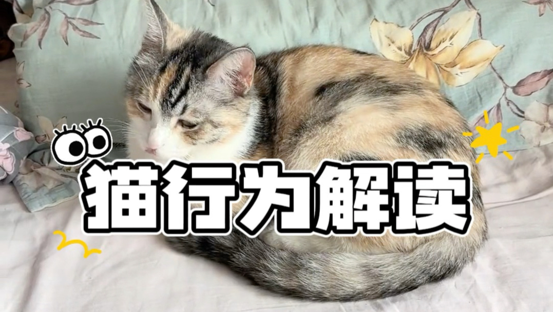 猫甩尾巴是喜欢人的意思吗？