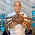 阿拉斯加帝王蟹的“一蟹三吃”，由于农师傅做的太香导致邻居不满
