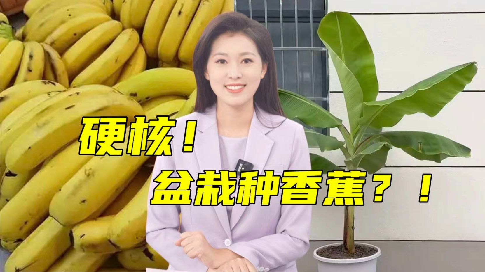 阳台种植新挑战？！湖北小哥历时三年盆栽种香蕉！【主播说三农】