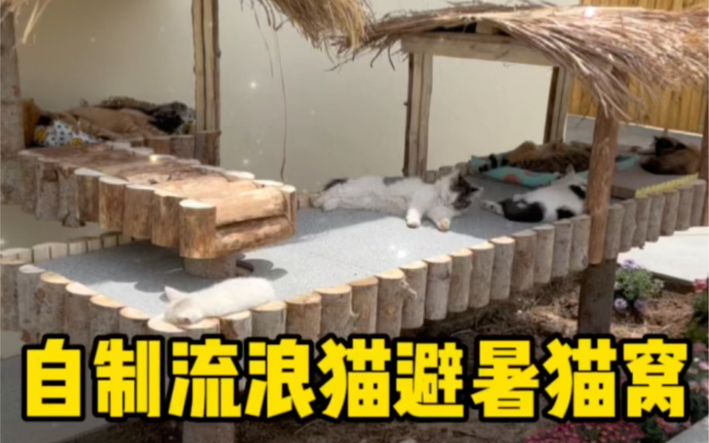 给院儿里的流浪猫猫们制作“夏季避暑猫窝”
