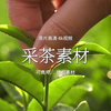 春季茶农采茶泡茶全流程视频素材【光厂素材