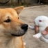 狗子：兔子不听话，我来帮你教训它
