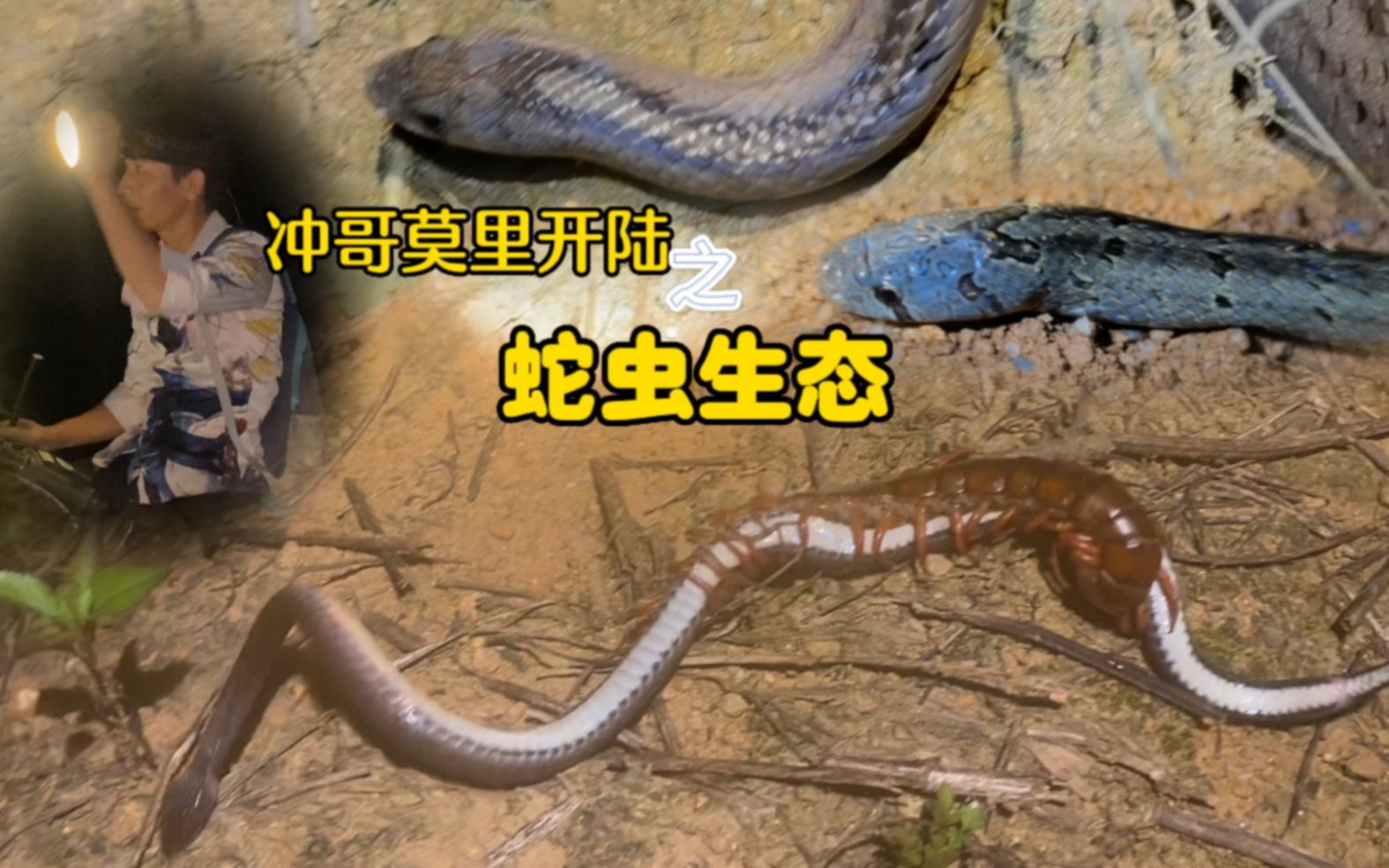 武夷山国家公园：蛇的王国 - 阿酷E-file
