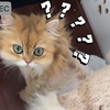 女子给猫咪剃毛剃到一半没电了，猫毛耷拉在猫身上、宛如毛衣。猫：你最好赶紧充满电