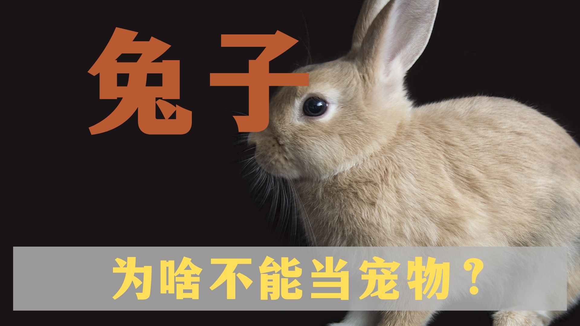 兔子那么可爱，为什么没人把它当宠物？