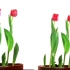 延时摄影：100秒观赏郁金香生长开花全过程