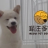 【4K】宠物零食广告片