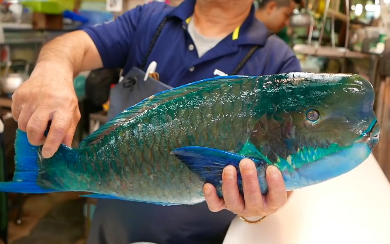 日本路边小吃 - 巨大的拿破仑魚 生魚片