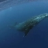 【海洋】自大海的空灵声音——鲸鱼的歌声   深海恐惧症了解一下