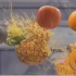 【C4D+realflow教程】水果切片果汁喷溅流体特效案例解析