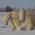 【北极熊】充满爱的北极熊妈妈和宝宝