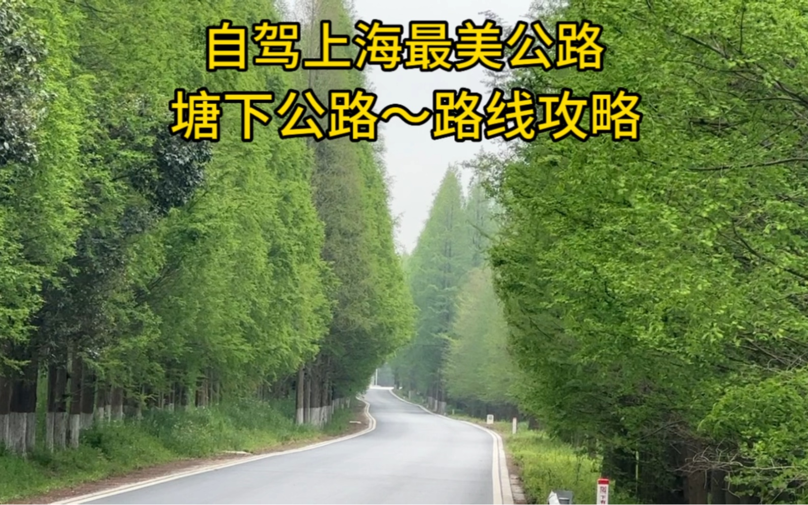 自驾上海最美公路塘下公路，从浦东临港到奉贤海边，风景如画，附自驾游路线攻略