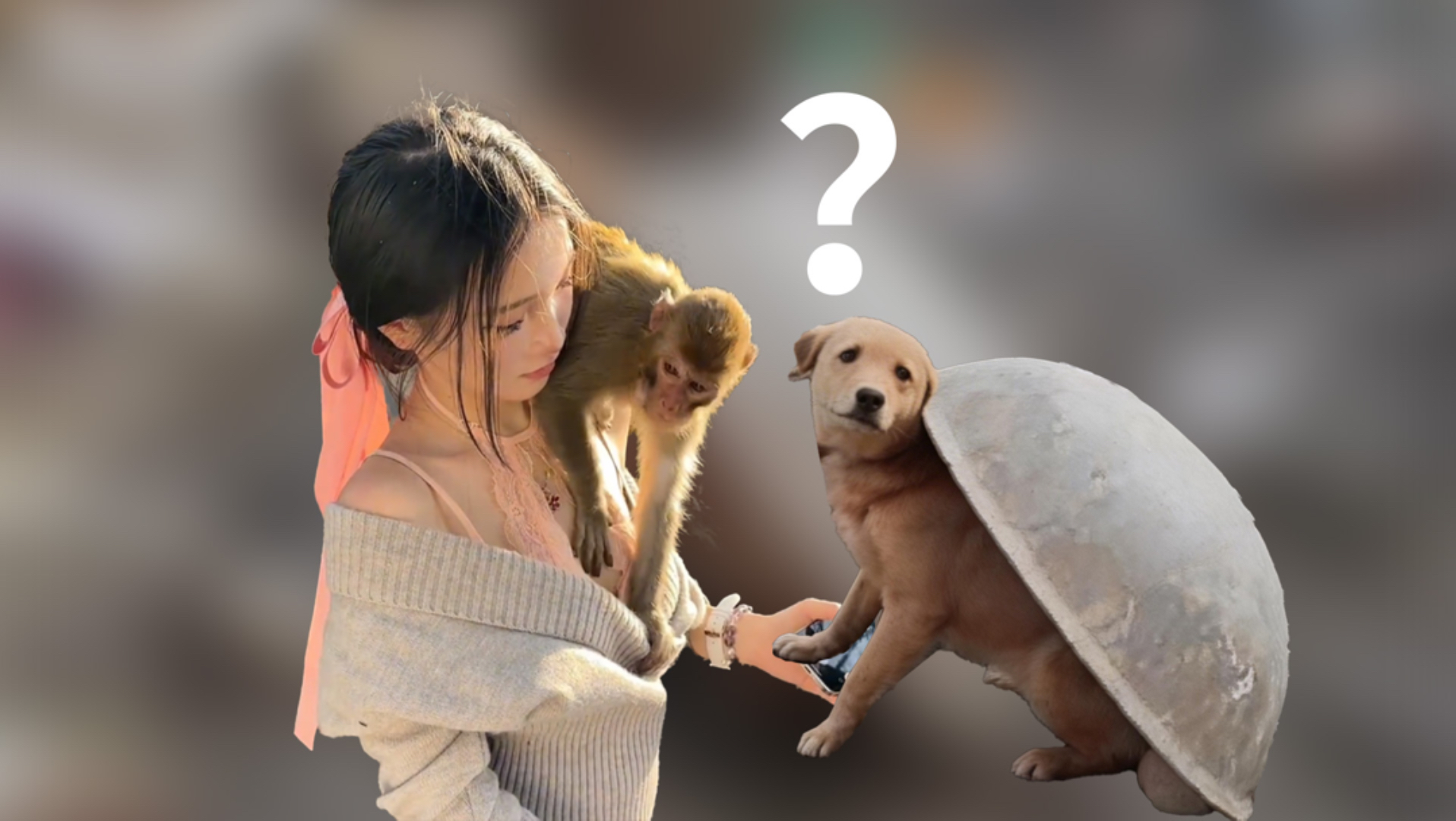 背锅侠