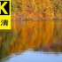 【4K】???秋林和湖面是的野鸭-放松冥想背景音乐-30分钟