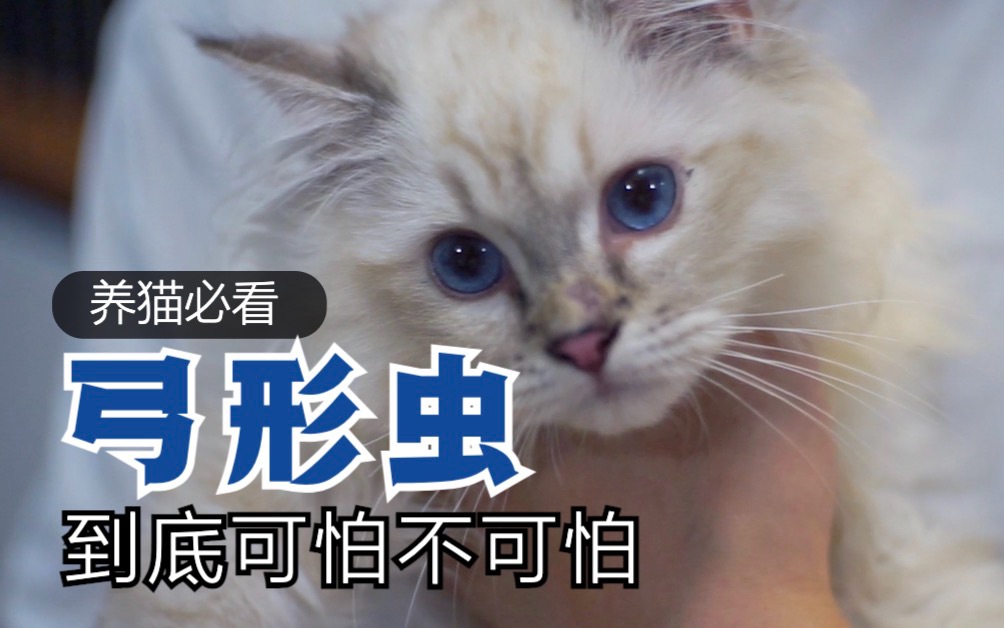 养猫必看:弓形虫要在猫咪的粑粑呆着多久才会传染人呢