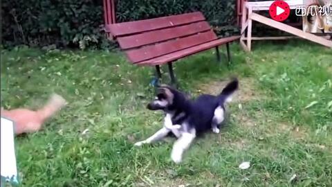 怎么看小狗会不会打架 1a083889c183ea39c905d19129724019fcb2391e.jpg@480w_270h_1c