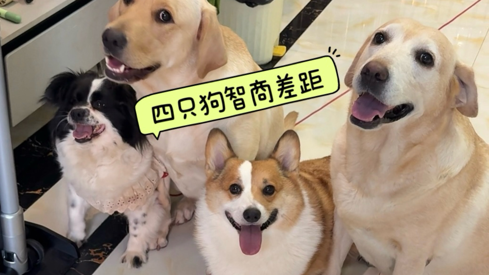 测试家里四只狗的智商差距：拉布拉多vs柯基vs假边牧