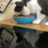 挖掘机式般吃猫粮