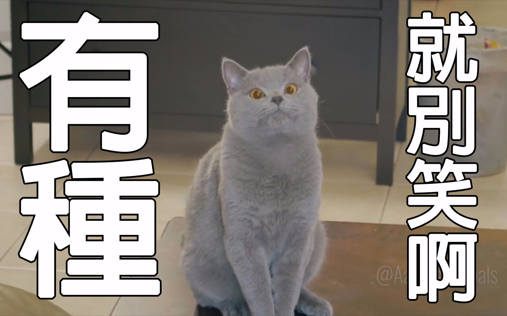 忍住不笑的全部相关视频_bilibili_哔哩哔哩弹幕视频网