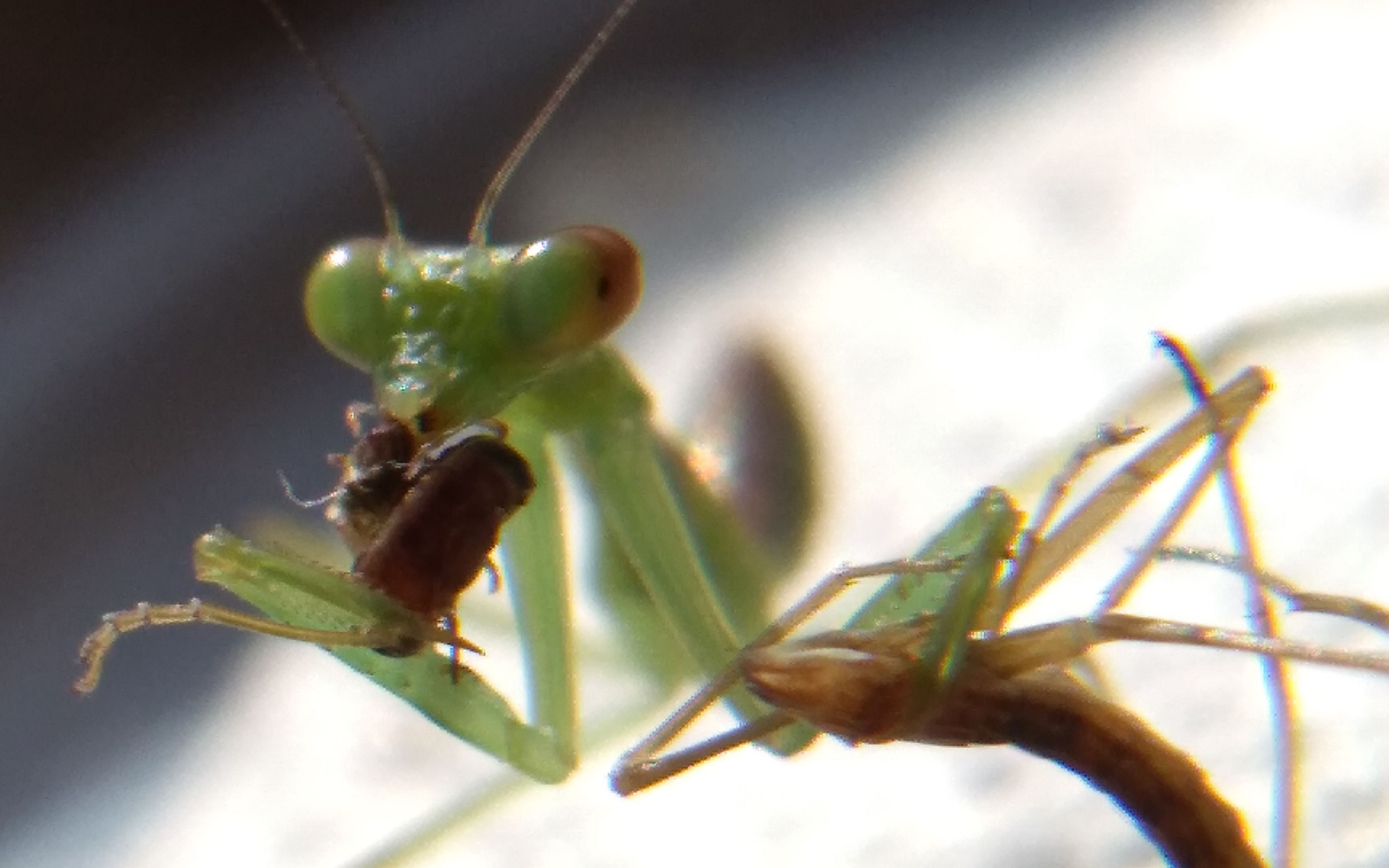 马盾幼体捕食中华大刀螳