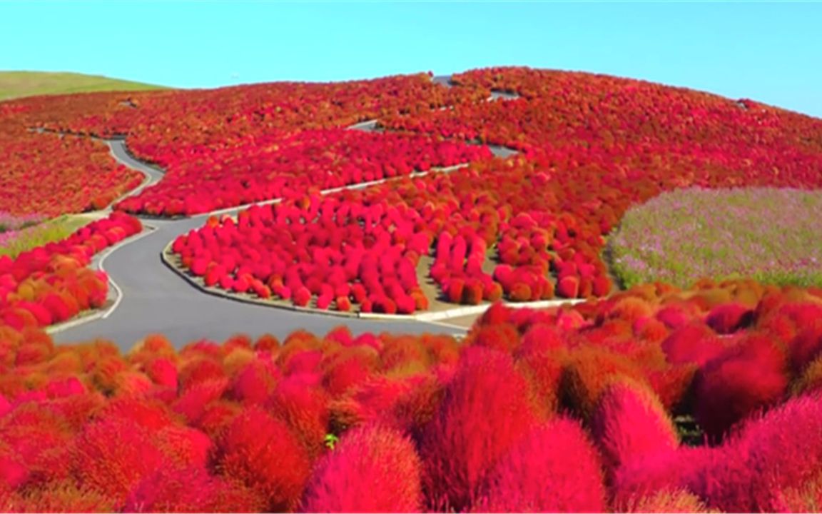 用哔哩哔哩客户端或其他应用扫描二维码 点赞 日本的网红草红叶地肤图片