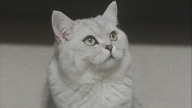 1a62eb5045e4369f0e9d4c6e43ad3b0ef3552b4a.jpg@280w_158h_1c_100q.jpg
