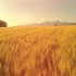 空镜头视频素材 小麦田航拍秋天慢镜头素材分享