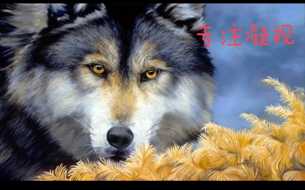 我也喜欢狼，敏锐，专注，耐力，团结，忠诚，灵性的狼。和徐云一起爱这个多面的狼