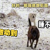 原来！让狗睡不着的原因是这个