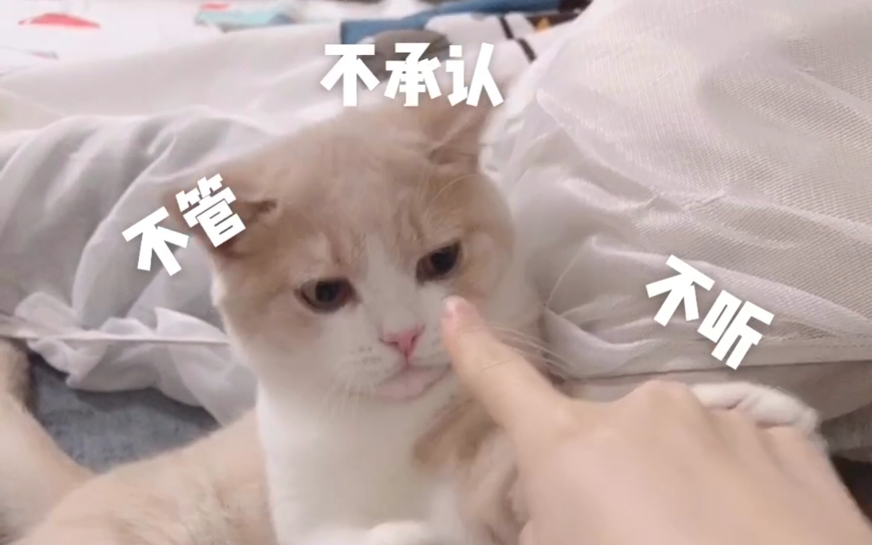 如何教育小猫咪不乱啃,会用猫抓板,今天生气打重了,她