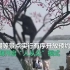 疫情没结束，不文明现象重回：西湖景区游客爬树拍照、折柳摘桃花[原画版]
