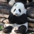 【大熊猫萌五】小可爱坐着吃竹子，乖惨了^O^