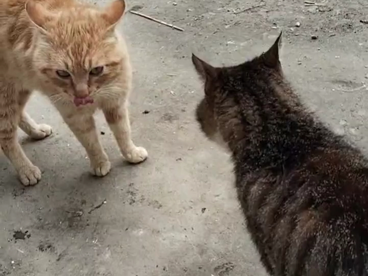 依旧大眼瞪小眼