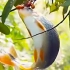 脂鲤戏珠：鲤鱼跃出水面，吃小红果子！！