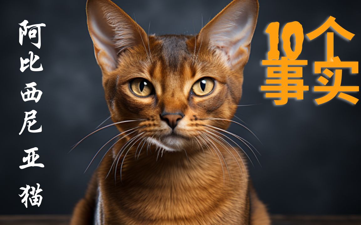 阿比西尼亚猫的10个有趣事实