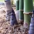 十秒记录竹笋的生长，一场视觉的盛宴！