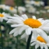 可商用视频素材之美丽的小雏菊唯美背景剪辑花卉孤独空镜自然风景