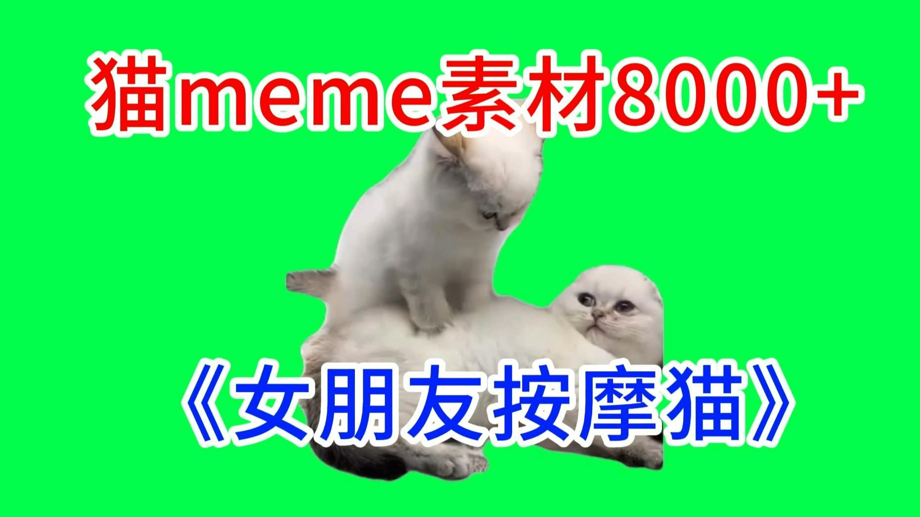 【女朋友按摩猫！】猫meme绿幕素材完整分享～，猫meme素材整合分享，合集分享！