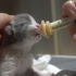 刚出生不久的小奶猫在铲屎官手上喝奶喝到睡着……