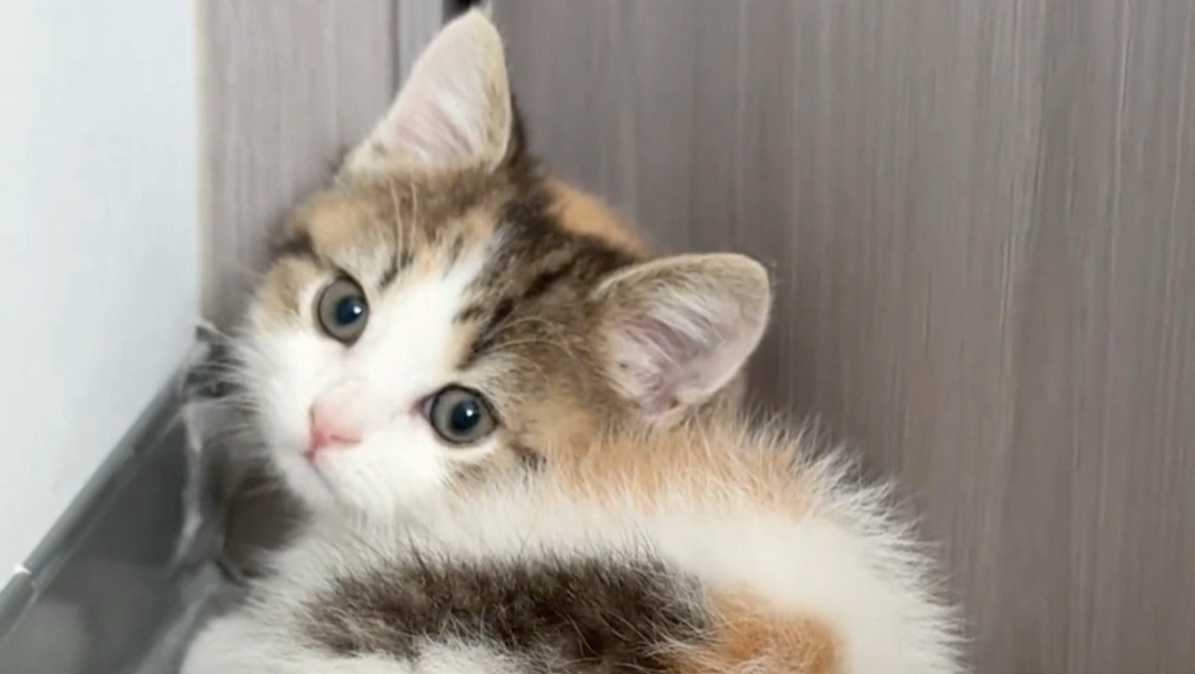 有些小猫一看就是女孩子