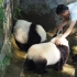 20220708—重庆动物园大熊猫—星星、辰辰—两个小熊友的幸福童年