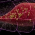 【3D演示】疟疾寄生虫（疟原虫）生活史（原版+字幕版）