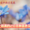 世上最美的20多种蓝色花，哪一款是您最喜欢的
