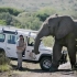 他救了7头大象，却有21头大象赶来给他送葬！有时动物比人还长情